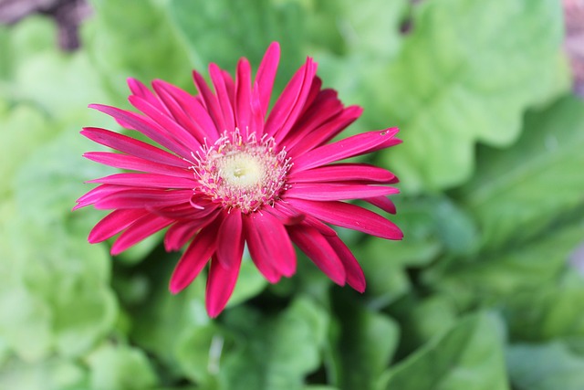 Free Daisy Flower photo and picture