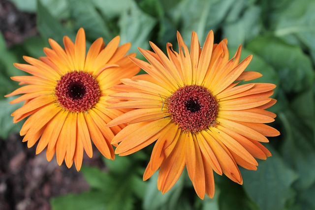 Free Flower Nature photo and picture