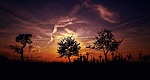 landscape, trees, sunset