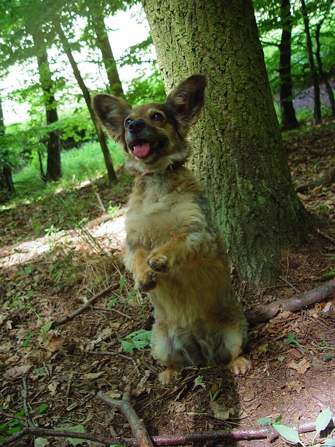 Free Standing Dog Waiting Dog photo and picture