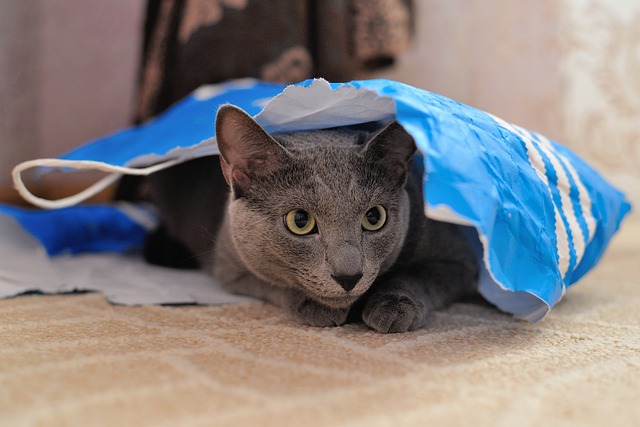 Katze, Natur, Tier, Haustier, Pelz