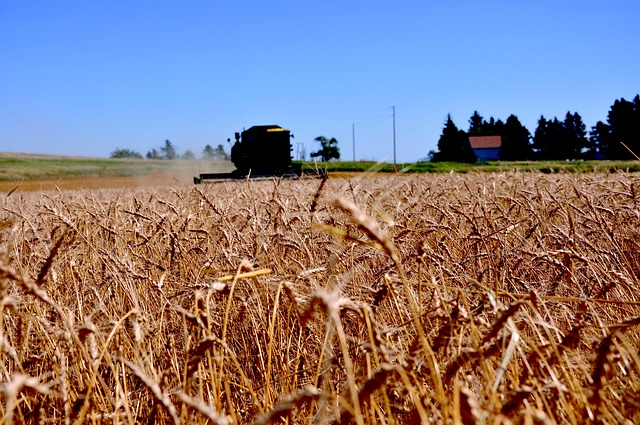 Free Wheat North Dakota photo and picture