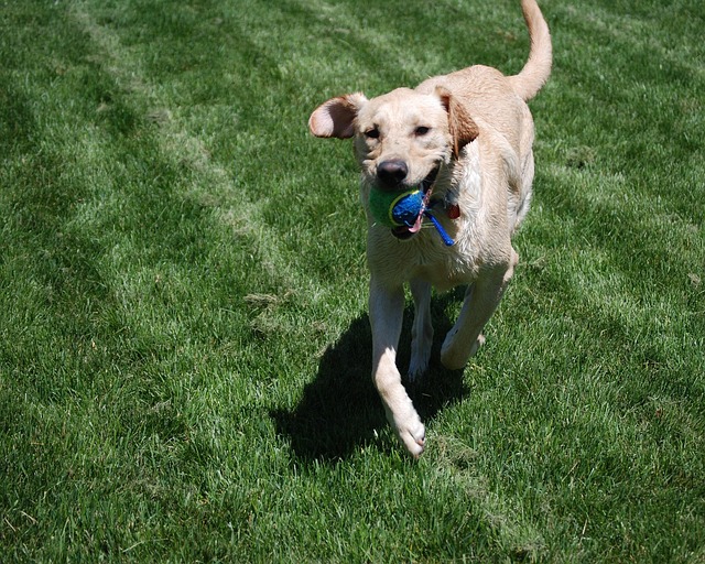 Cachorro, Amarelo, Labrador, Retriever
