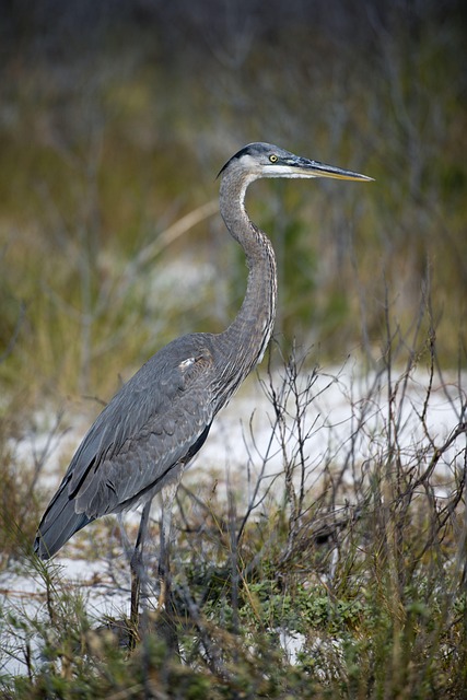 Grande Garça, Pássaro, Florida, Ótimo