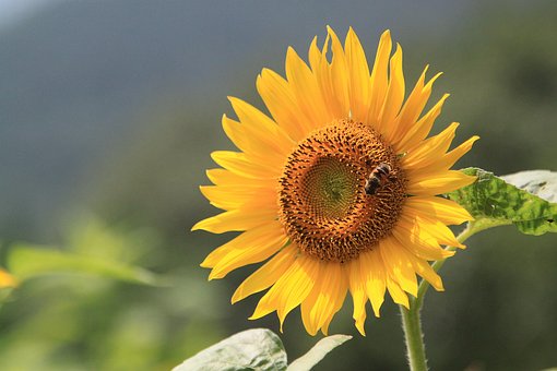 Free Sunflower Flower Background photo and picture