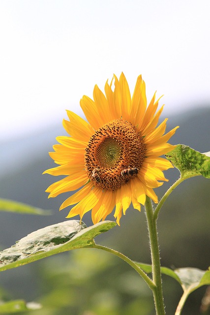 Free Sunflower Flower photo and picture