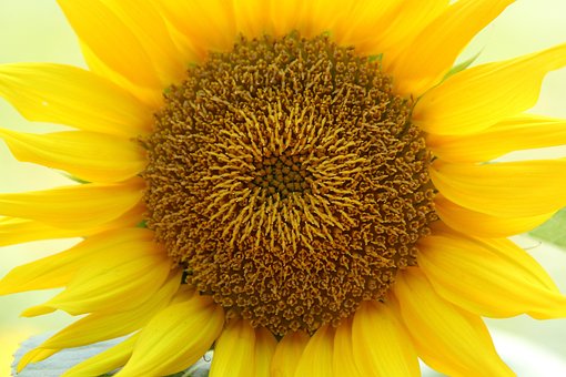 Free Sunflower Flower photo and picture