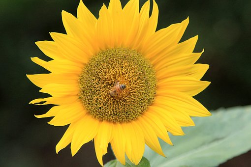 Free Sunflower Flower photo and picture