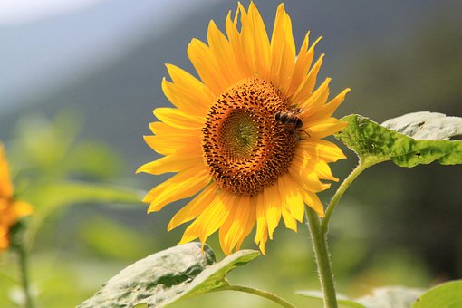 Free Sunflower Flower photo and picture