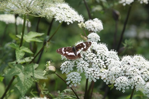 Free Butterfly Flower photo and picture