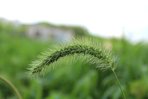 Free Caterpillar Grass Grass photo and picture