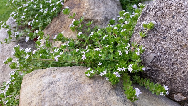 Free Stones Plants photo and picture