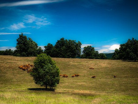 Free Bakony Meadow illustration and picture