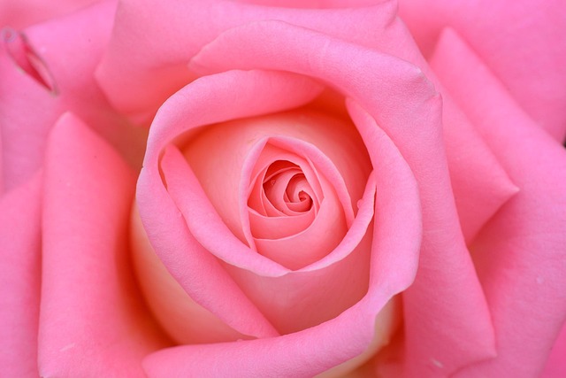 Free Flowers Rose photo and picture