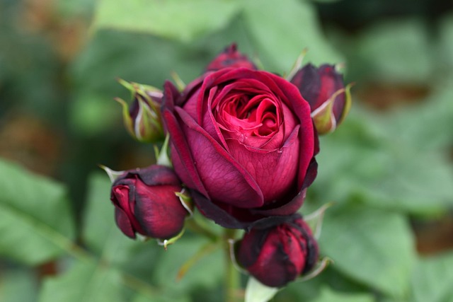 Free Rose Flower Wallpaper photo and picture
