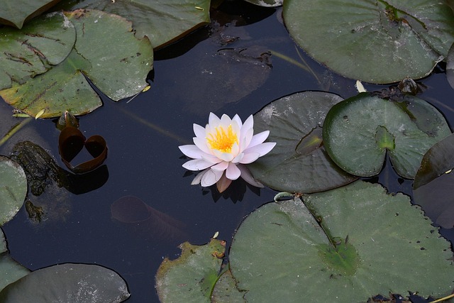 Free Lotus Seokhwa Village photo and picture
