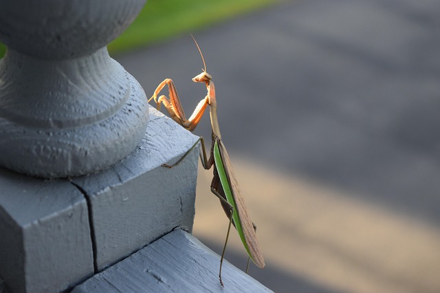 Free Mantis Praying photo and picture