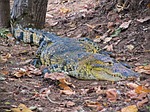 crocodile, caiman, wild