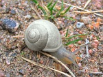 snail, mollusc, crawling