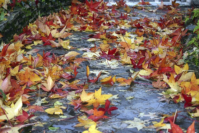 Free Fall Dead Leaves photo and picture