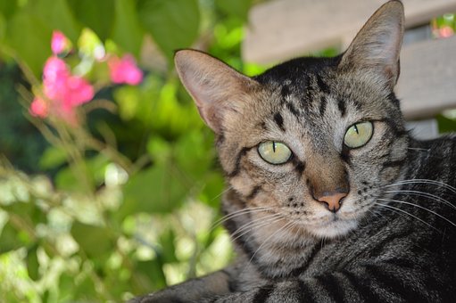 Free Cat Pet photo and picture