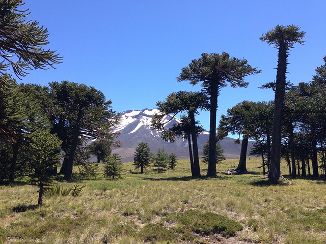 Free Parque Nacional Los Araucarias photo and picture