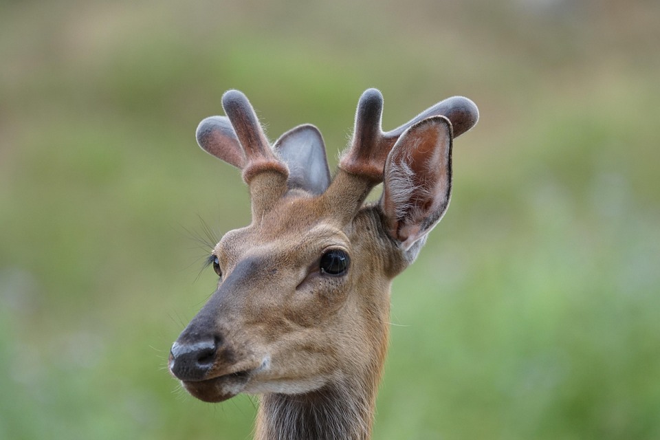 Fallow Deer Wild Red Wildlife · Free photo on Pixabay
