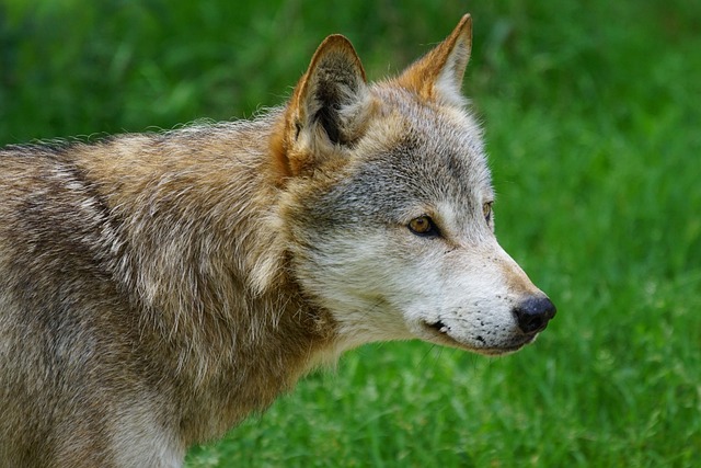 Ulv, Canis Lupus, Deer Park