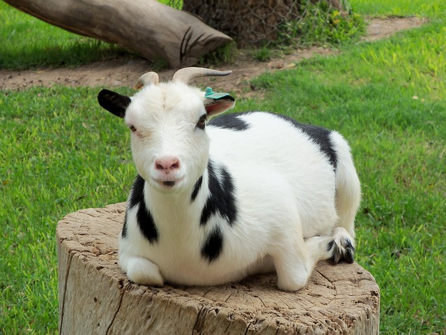 Cabra, Animal, Cabra Montesa