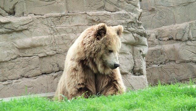 Animal, Suportar, Urso Pardo