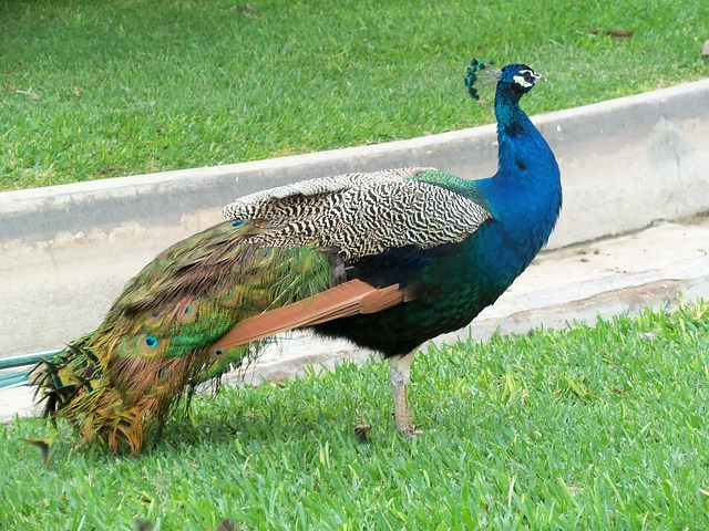 Animal, Pássaro, Pavão