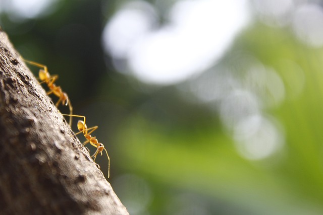 Free Ant Workers photo and picture