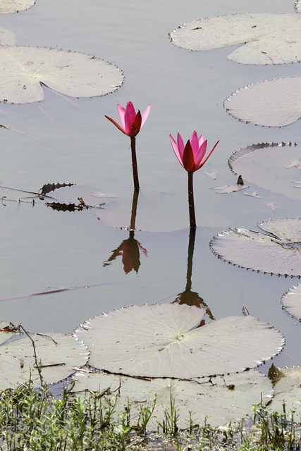 Free Pair Lily photo and picture