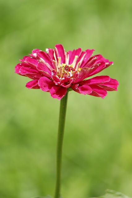 Free Orchid Pink photo and picture