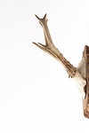 antler, horn, hunting