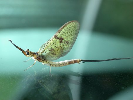 40以上の無料カゲロウ 虫画像