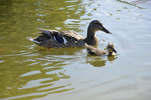 Free Bird Water photo and picture