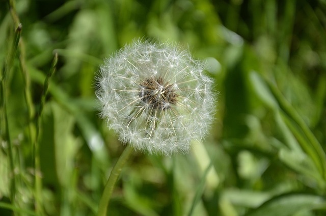 Free Flower Nature photo and picture