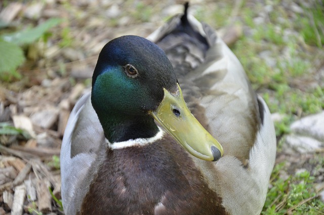Free Duck Drake photo and picture