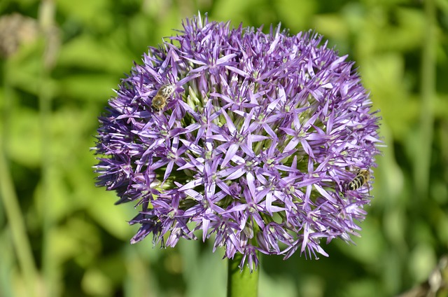 Free Flower Violet photo and picture
