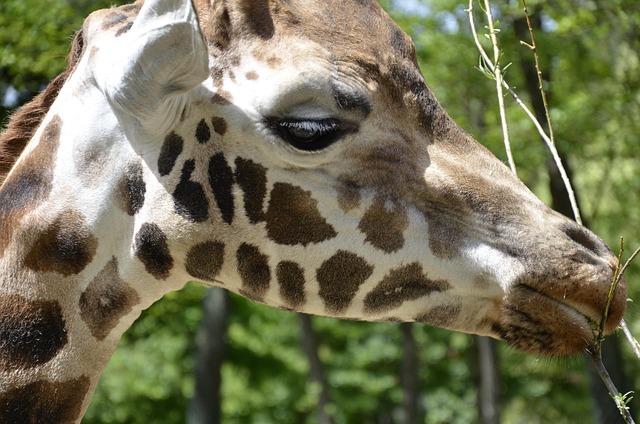 Free Giraffe Zoo photo and picture