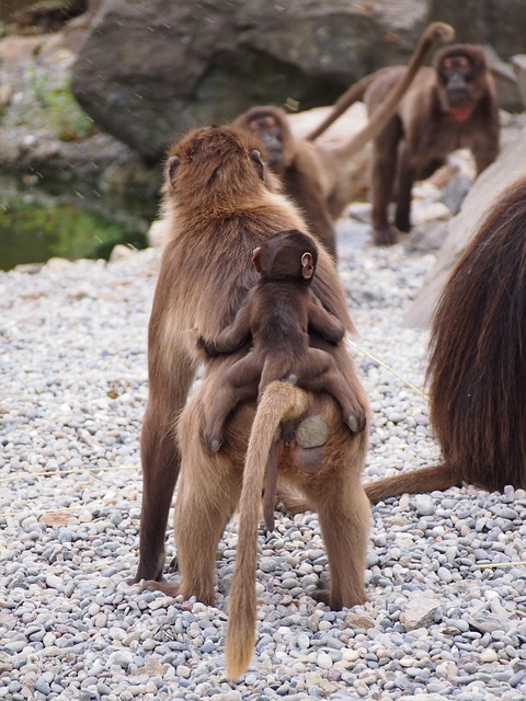Free Zoo Zurich photo and picture