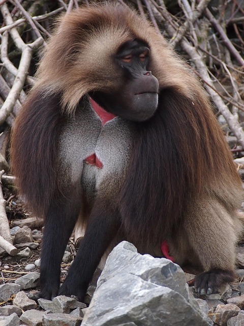 Free Zoo Zurich photo and picture