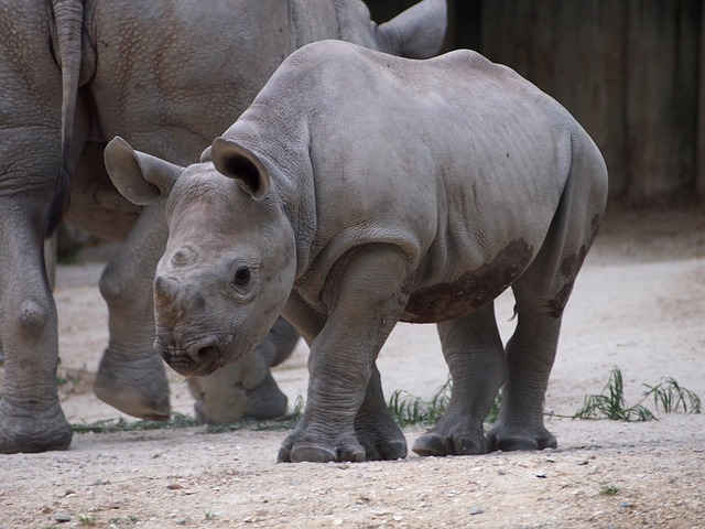 Free Zoo Zurich photo and picture