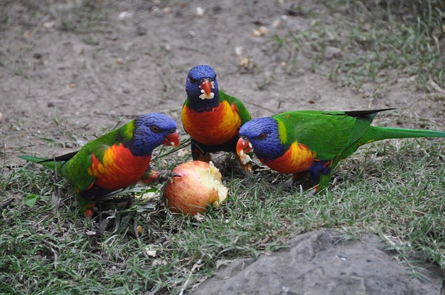 Papagei, Bunt, Tierwelt, Vogel