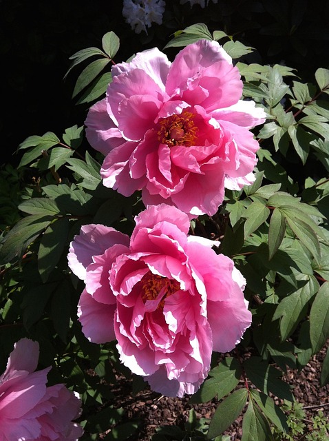 Peonie, Blume, Rosa, Blüte, Peonie