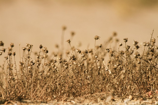 Free Withers Desert photo and picture