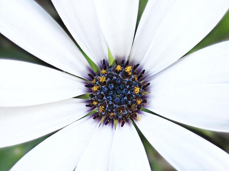Blomst, Kronblad, Pollen, Natur, Forår