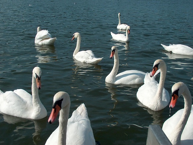 Masuria, Aves, Cisnes, Aves Silvestres