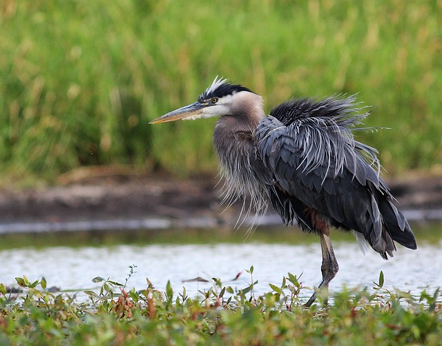 Free Nature Blue Heron photo and picture